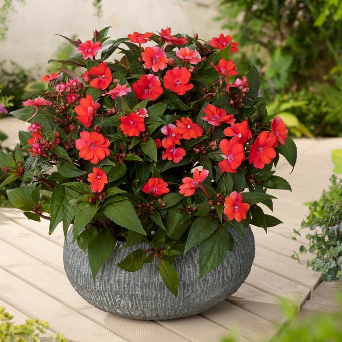 Impatiens SunPatiens® Vigorous Red