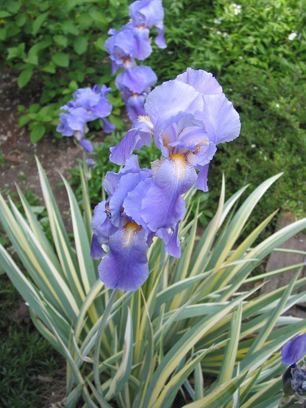 Iris pallida Albovariegata