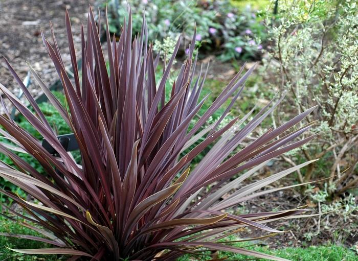 Cordyline australis Red Sensation