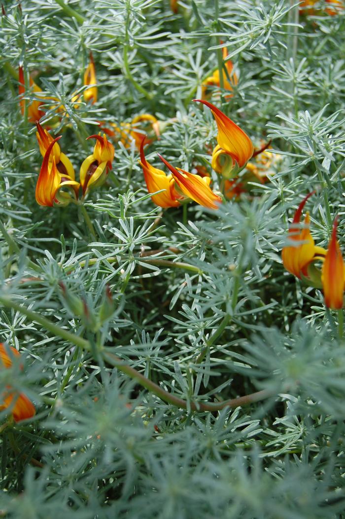 Lotus Vine berthelotii 