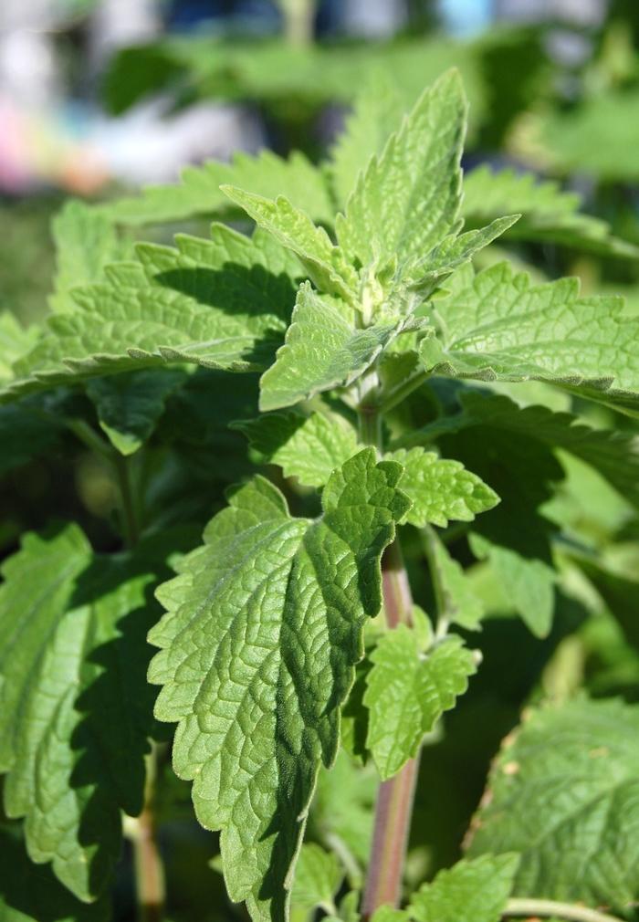 Nepeta (per) cataria 