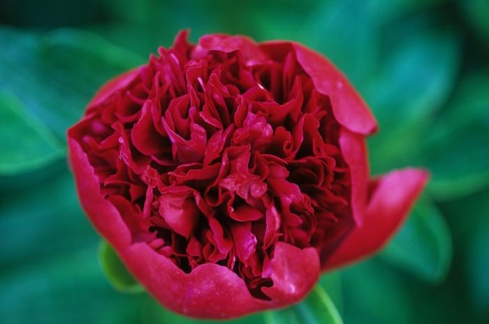 Paeonia Red Charm