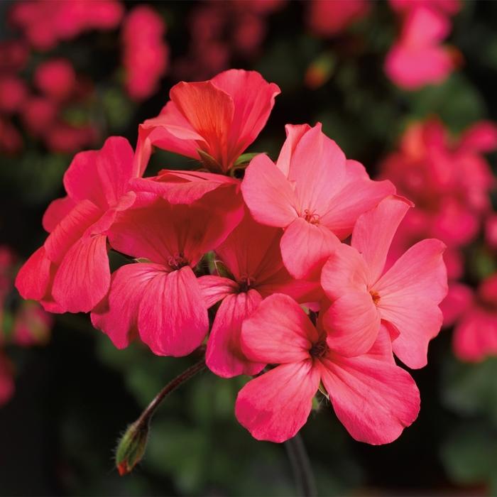 Geranium 'Coral Salmon' Interspecific Geranium from Wallish Greenhouses