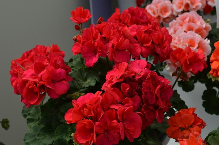 Geranium - Zonal Moonlight™ Dark Fuchsia