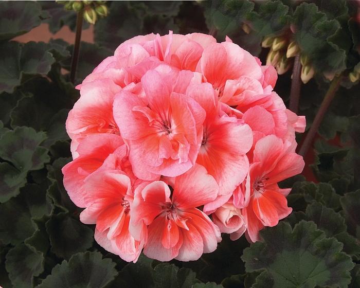 Geranium - Zonal 'Light Salmon' from Wallish Greenhouses