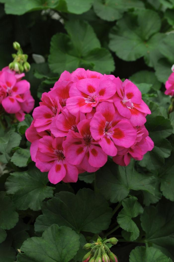 Geranium - Zonal 'Purple Sizzle' from Wallish Greenhouses