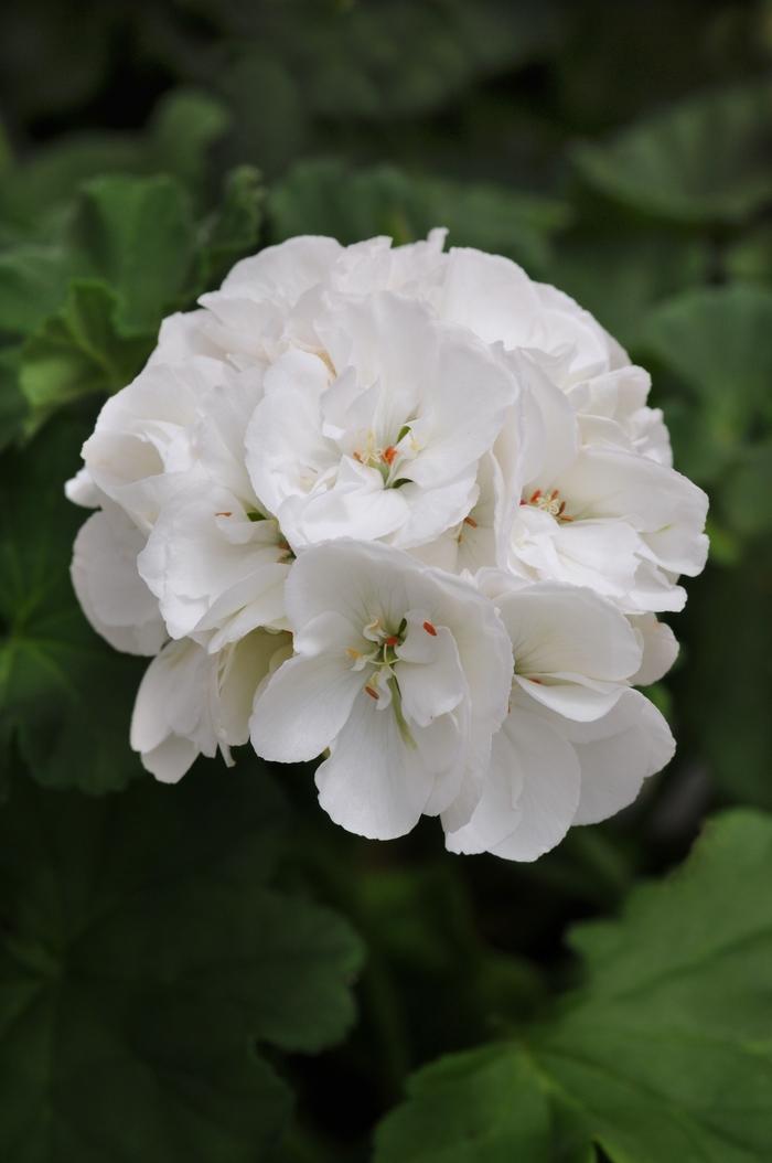 Geranium (Zonal) Dynamo™ White