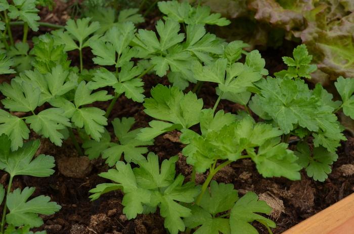 Parsley Dark Green Italian