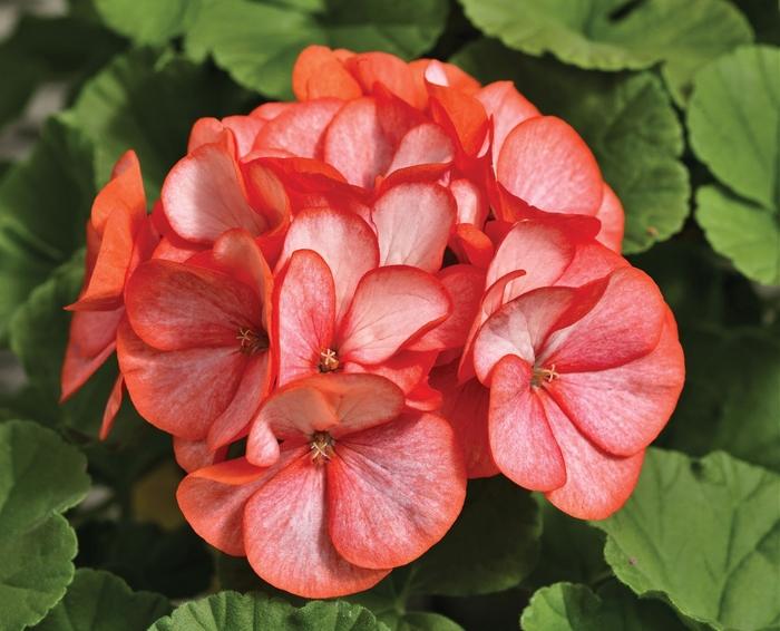 Geranium (Seed) Scarlet Picotee