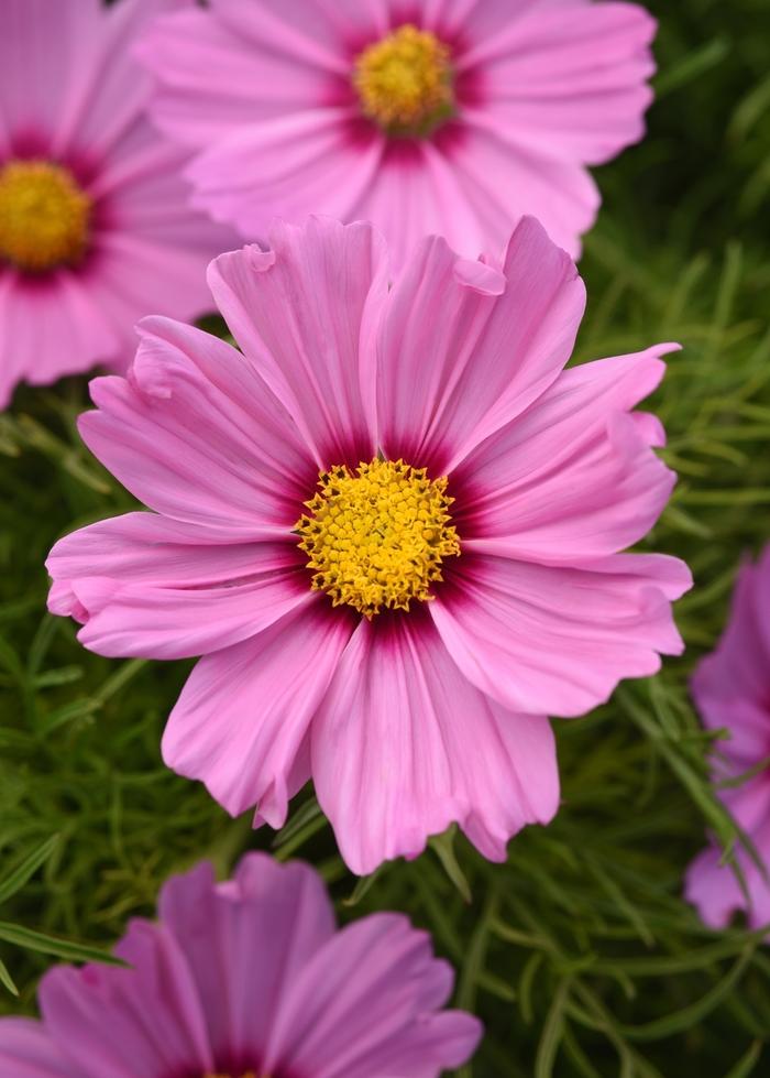 Cosmos Sonata™ Pink Blush