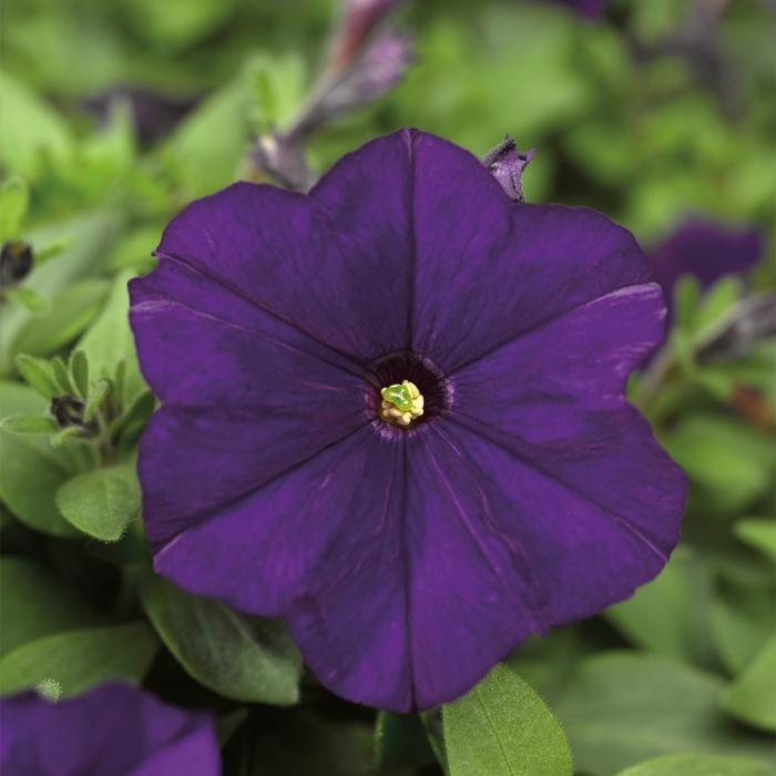 Petunia Picobella™ Blue