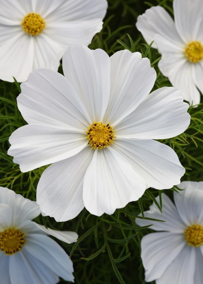 Cosmos Sonata™ White