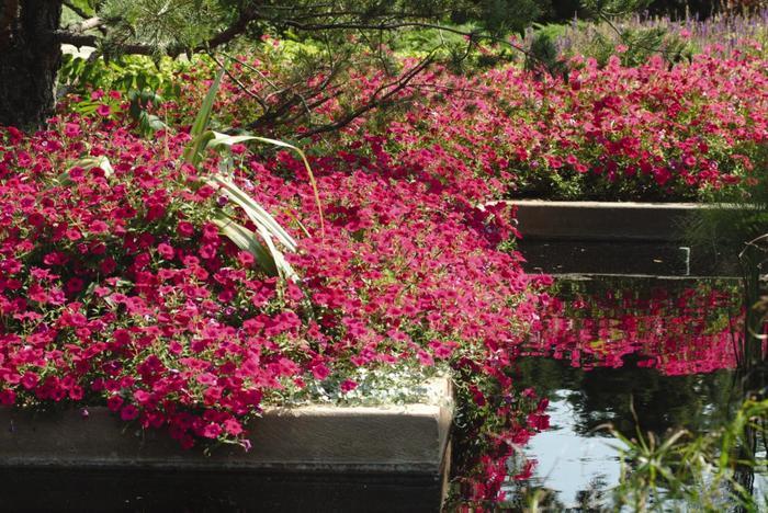 Petunia Tidal Wave® Cherry