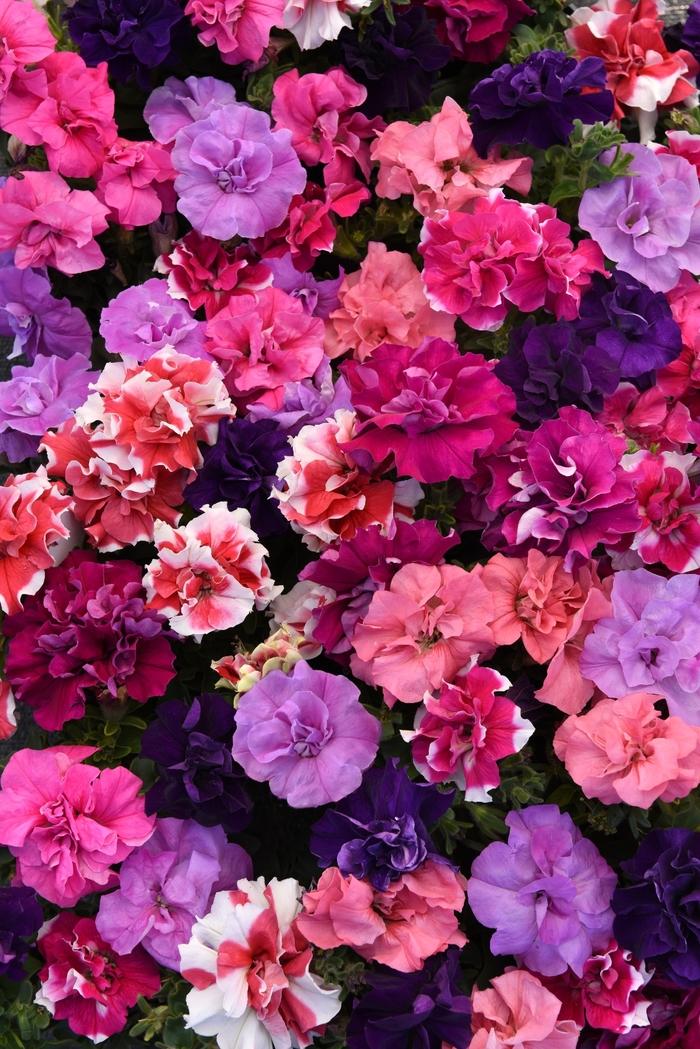 Petunia Double Madness™ Mix