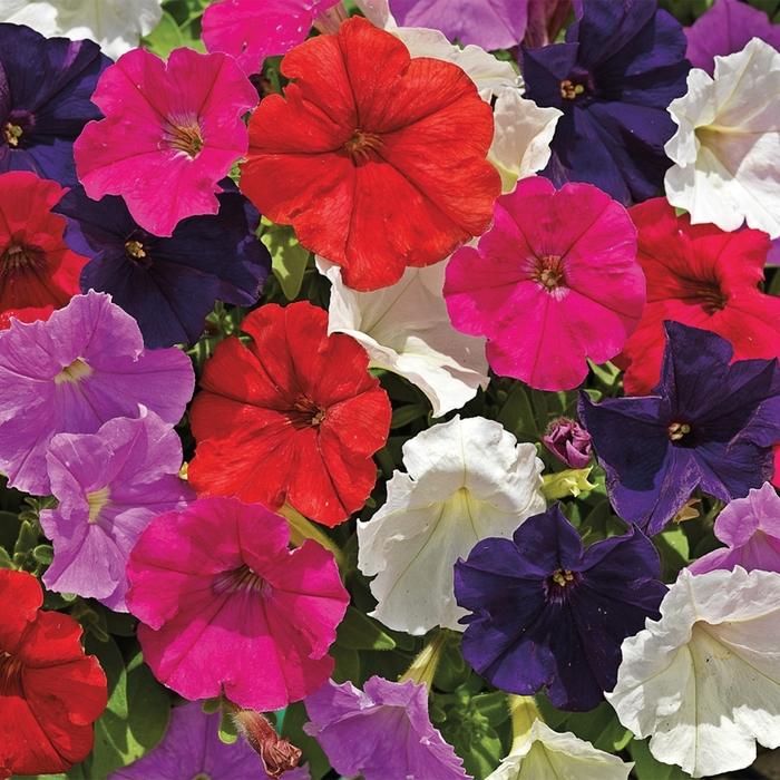 Petunia Picobella™ Mix