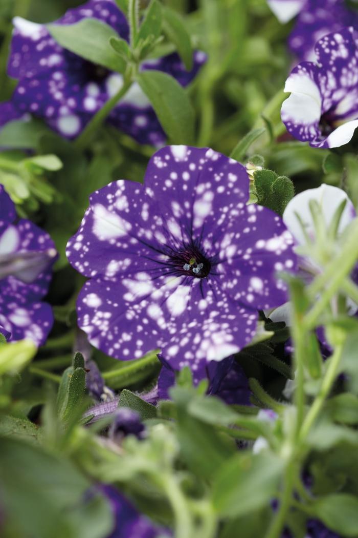 Petunia Headliner™ Night Sky