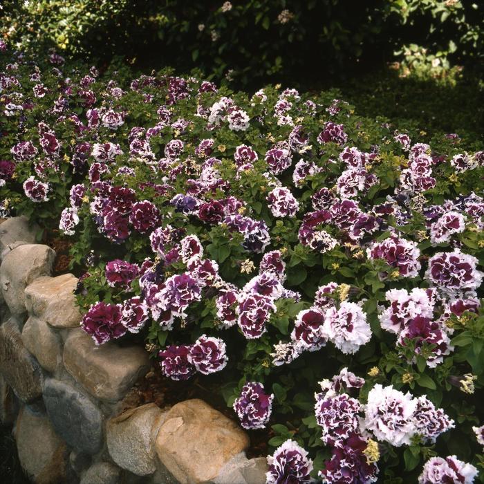Petunia Pirouette Purple