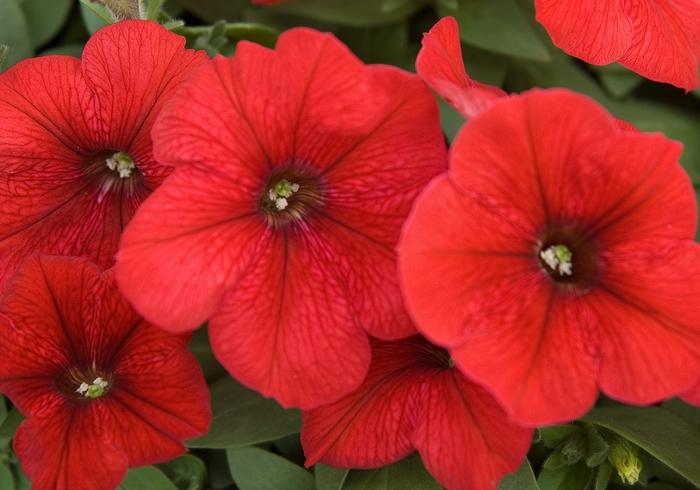 Petunia Madness™ Red