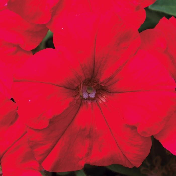 Petunia Picobella™ Red