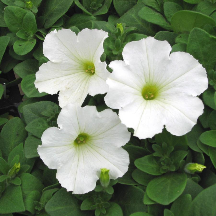 Petunia Madness™ White