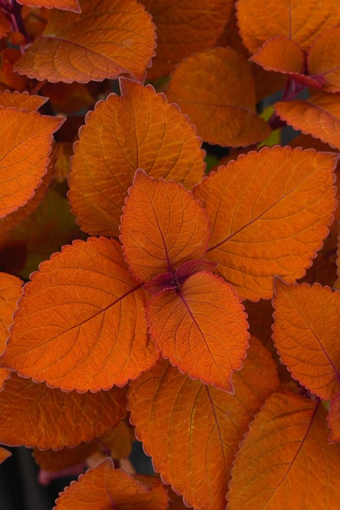 Coleus Charged Up Campfire