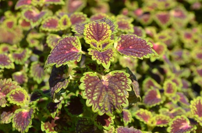 Coleus Lava Rose