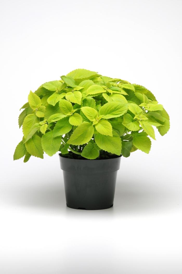 Coleus Premium Sun Lime Delight