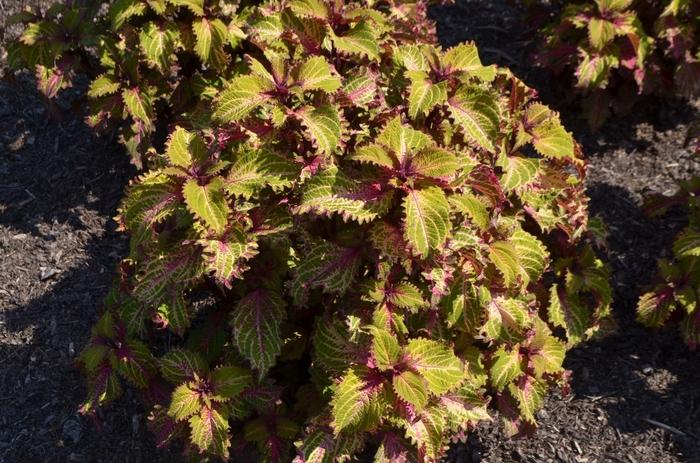 Coleus Peter's Wonder