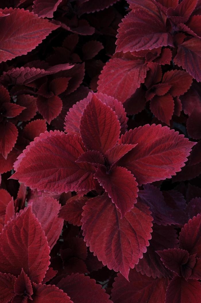 Coleus Redhead