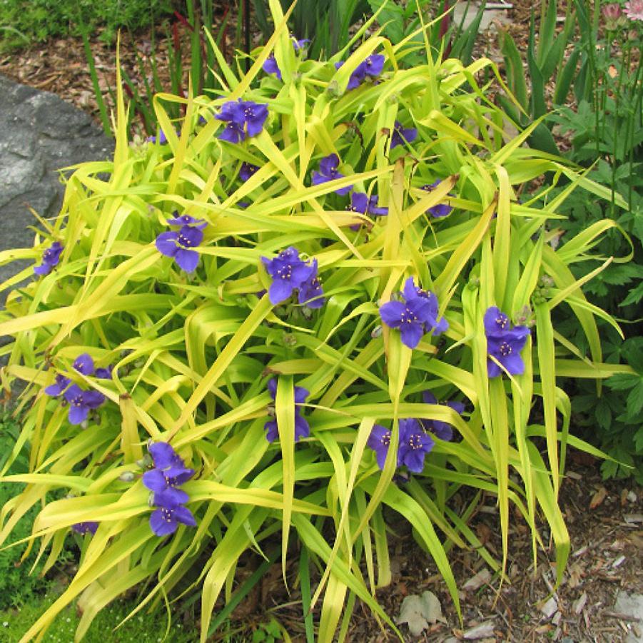 Tradescantia (per) Sweet Kate