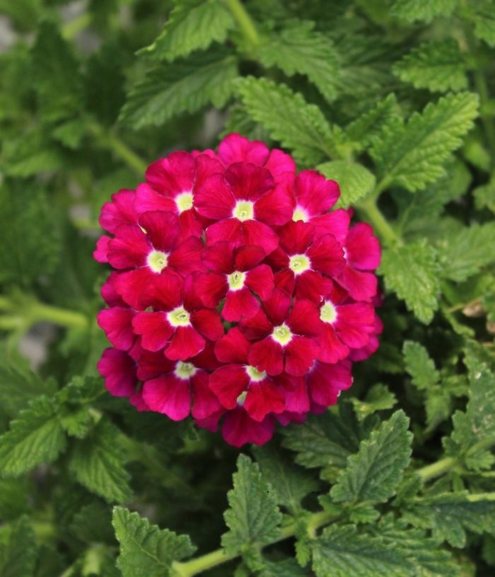 Trailing Verbena Firehouse™ Burgundy Improved