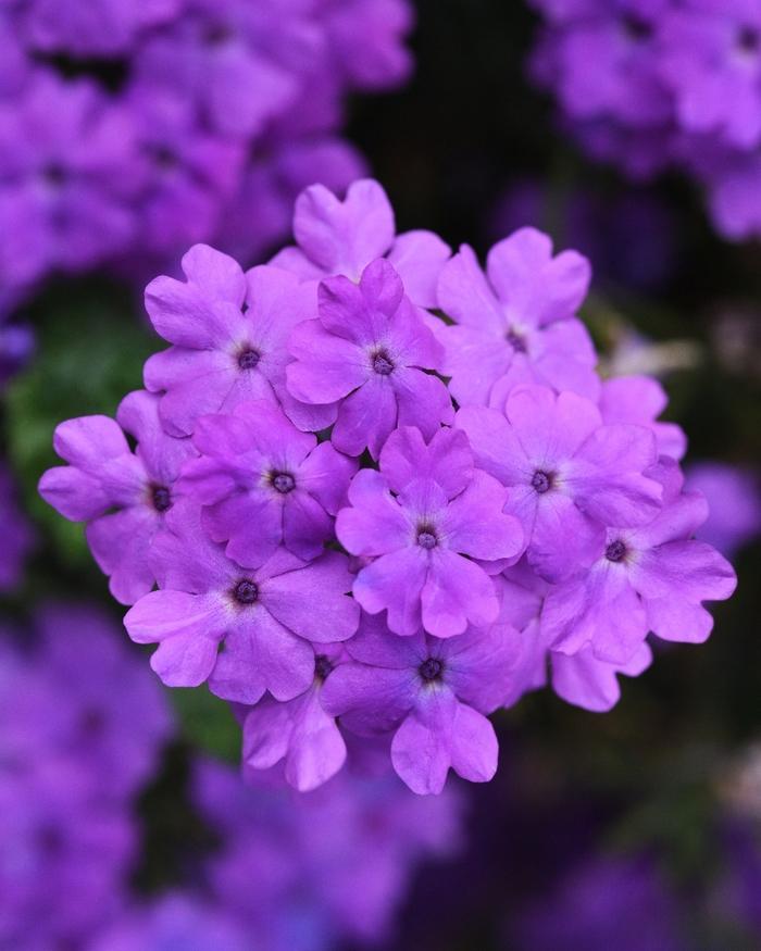 Trailing Verbena Firehouse™ Grape