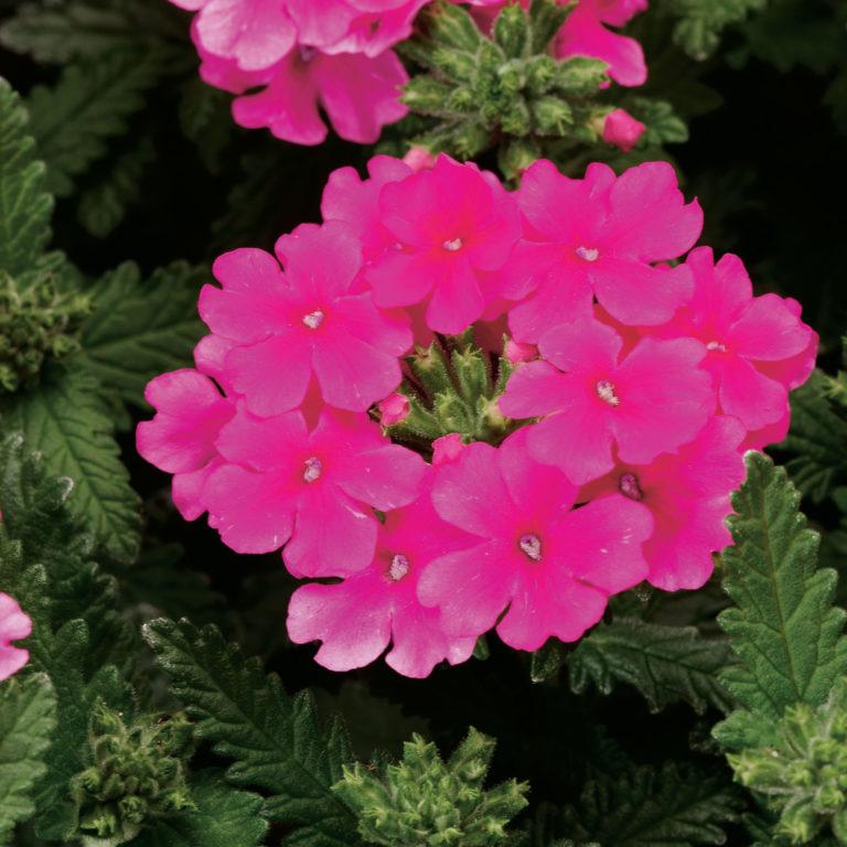 Verbena Obsession™ Pink