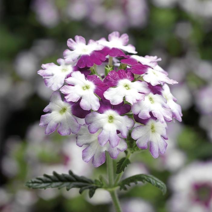 Verbena Obsession™ Twister™ Purple