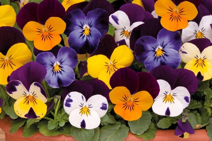 Viola Sorbet® XP Jump Up Mixture