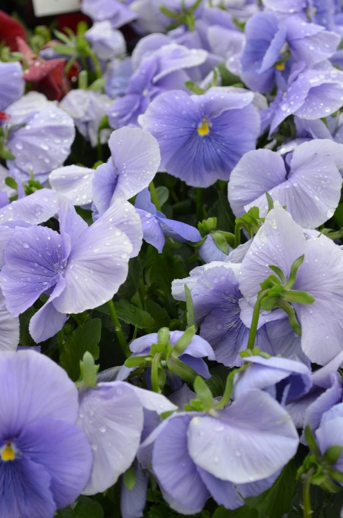 Pansy Spring Matrix® Blue