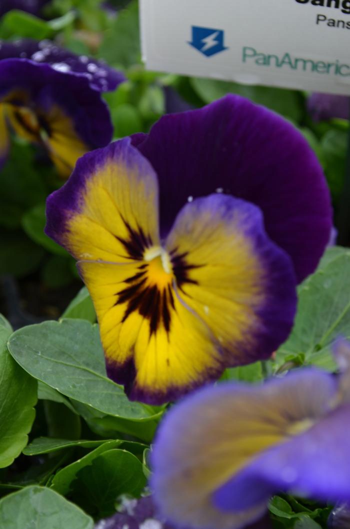 Pansy Spring Matrix® Midnight Glow