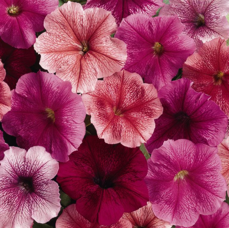 Petunia Madness™ Just Mix