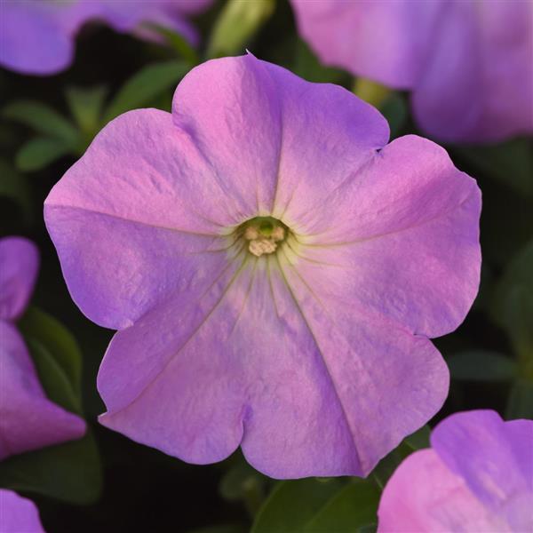 Petunia Madness™ Lilac