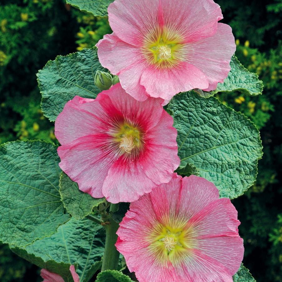 Alcea rosea Spot Light Radiant Rose