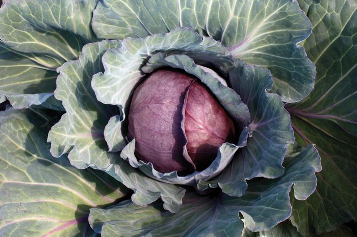 Cabbage Red