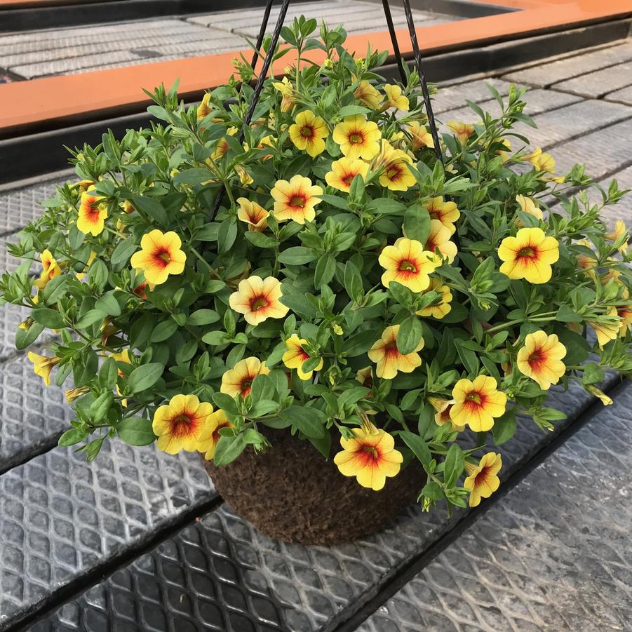 Calibrachoa Aloha Kona Pineapple