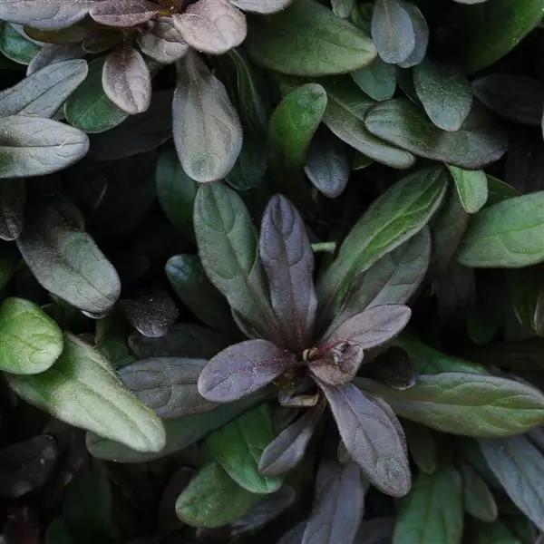 Ajuga tenorii Chocolate Chip