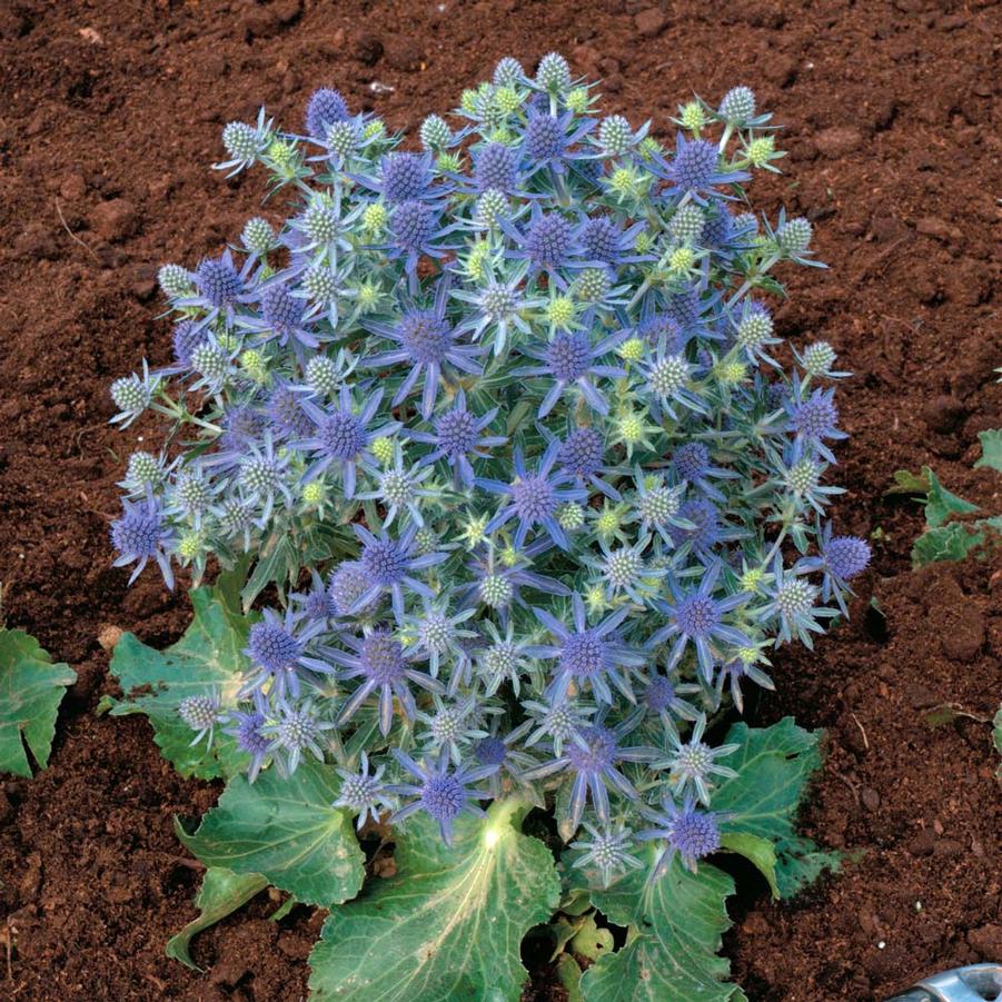 Eryngium planum 'Blue Hobbit' Blue Sea Holly from Wallish Greenhouses