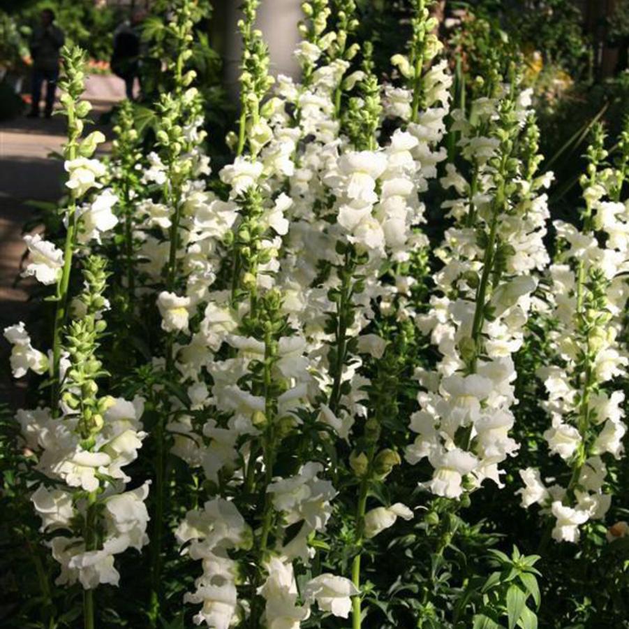 Snapdragon Rocket White