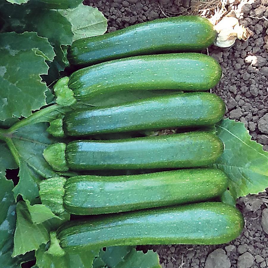 Zucchini Green Machine