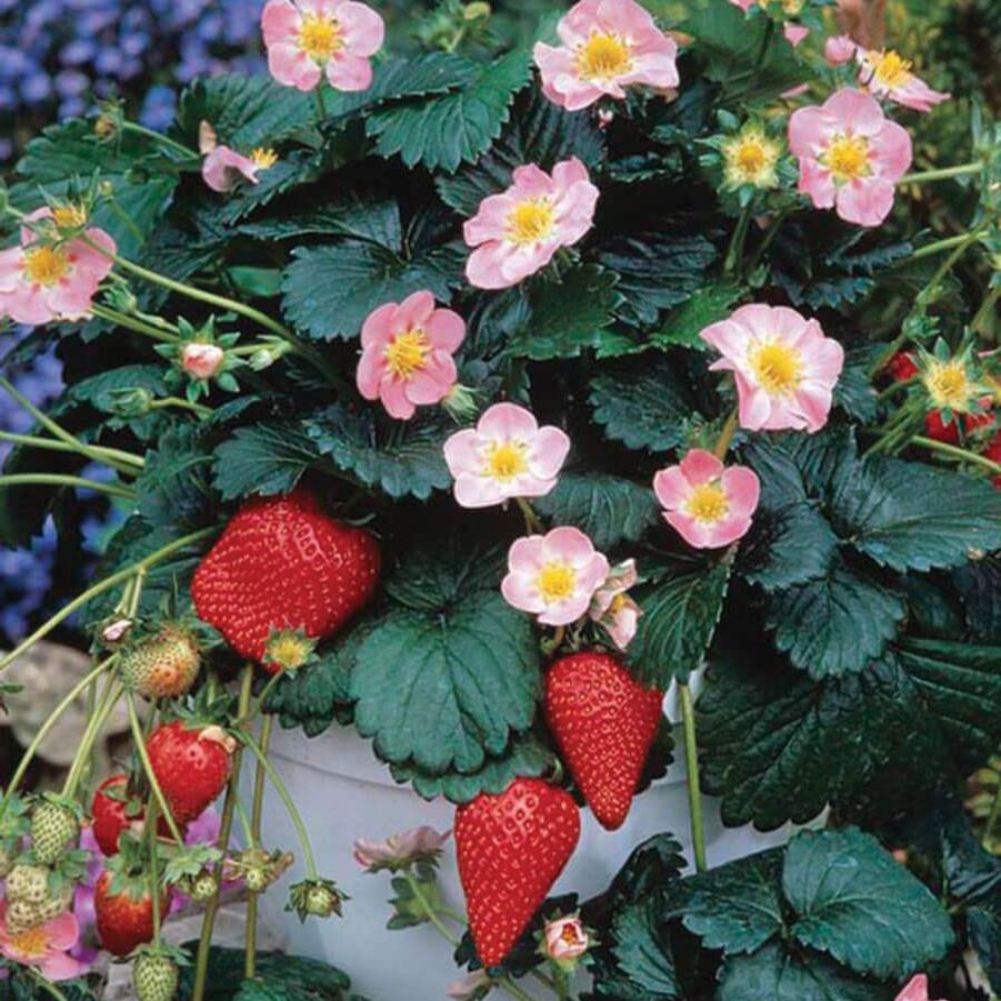 Strawberry 'Berri Basket Pink II' from Wallish Greenhouses