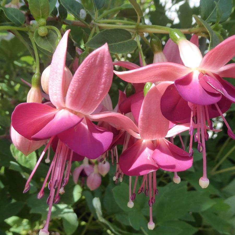 Fuchsia Paula Jane