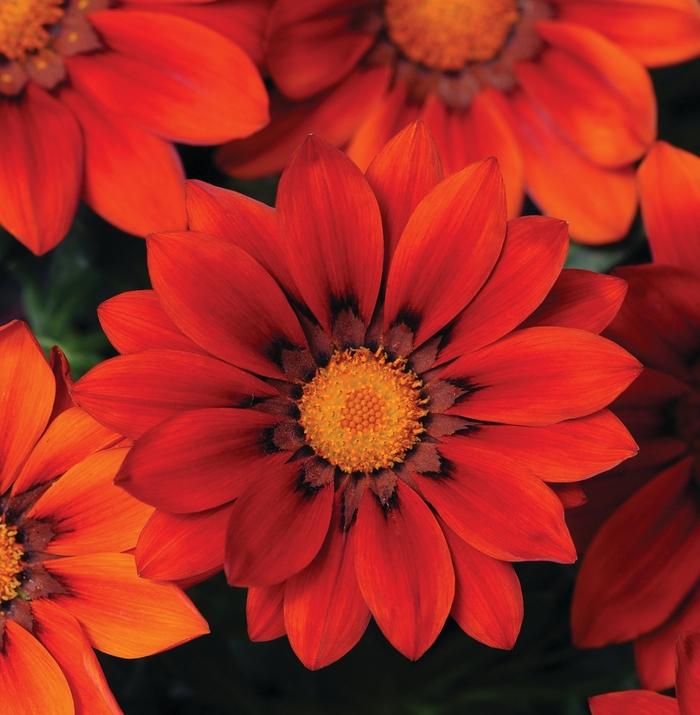 Gazania New Day® Red Shades