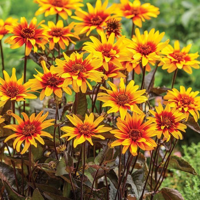 Heliopsis helianthoides var. scabra Burning Hearts